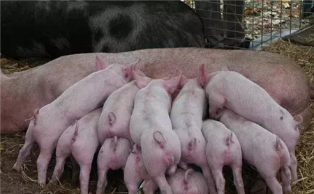 规模化猪场，如何实施母猪淘汰原则？