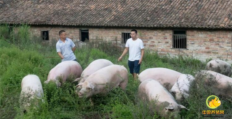 江西男子为陪伴3孩子弃高薪返乡养猪，1头猪养1年，价格高好几倍！
