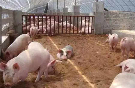 秋季养猪场中母猪繁殖障碍发生的关键因素