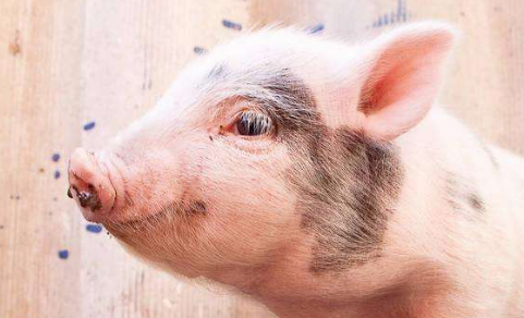 调肉为何比调猪安全？生猪流通格局或将改变？