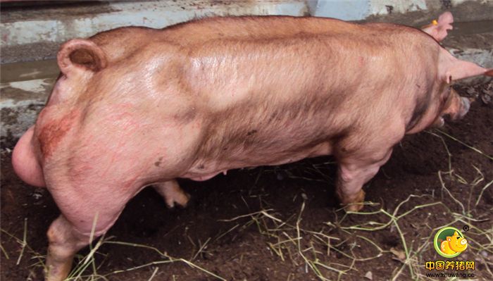 杜洛克猪头较小而清秀，脸部微凹，耳中等大小，略上前倾。腰身长，腿臀、卜满、被毛暗红色。