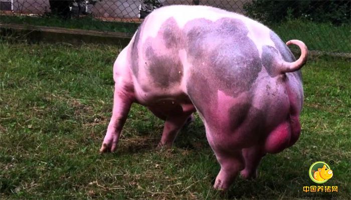 该猪体质结实，生活力强，放牧性好，生长快，瘦肉多，饲料利用率高，受到许多吃猪肉国家的追捧。
