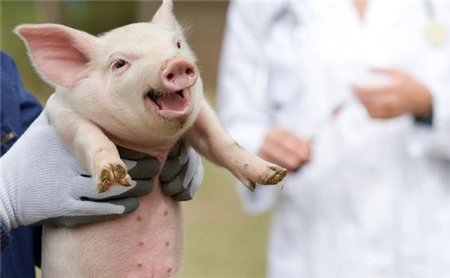 猪病探讨--关于仔猪何时首免猪瘟疫苗的探讨！