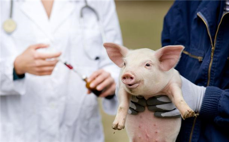 兽医技术--猪病治疗时的体温问题