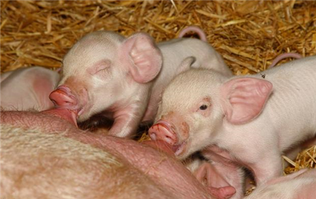 母猪产前产后护理的八个关键环节