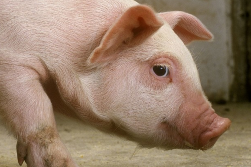 全国猪料比价为4.8：1，同比降13.18%；猪粮比价7.11:1，同比降7.45%。自繁自养出栏头均盈利119.16元。