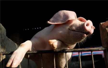 猪蛔虫病的有效控制和防制措施