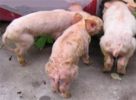 养猪人注意：这两种猪病一前一后，对猪场危害非常大