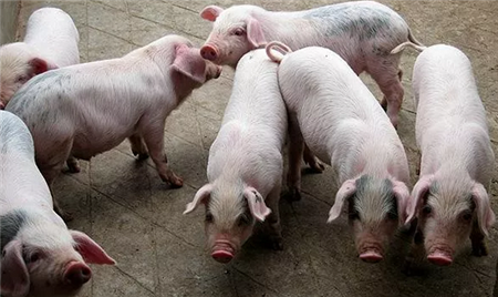 猪场保育猪管理五要点：“净、挑、差、散、气”