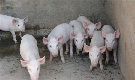 规模猪场面对非洲猪瘟该如何“自保”？
