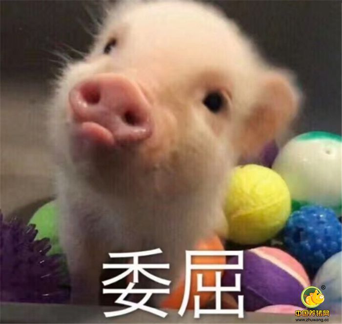 表情包:我是你的掌上明猪