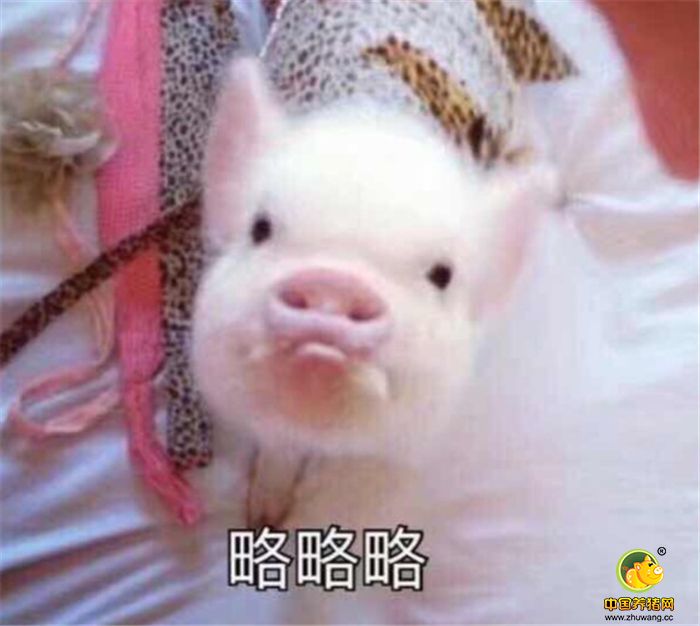 表情包:我是你的掌上明猪 - 养猪新闻图库——中国网