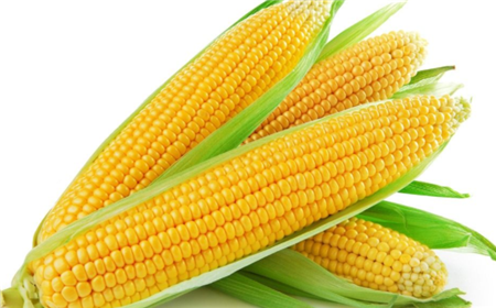 玉米涨涨涨，价格“高开高走”能持续多久？