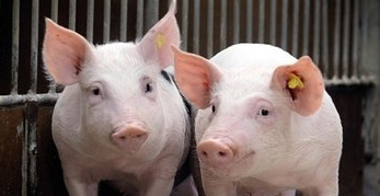 “对于东北地区的养殖户来说，要尽早卖猪，近期不必等待反弹的行情。”但是现在养殖户面临的有猪卖不出的困境……