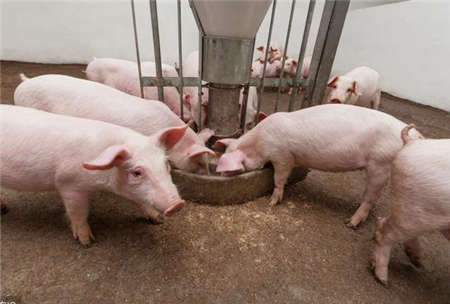 仔猪也要“营养护理”?以下几个方面实现饲养营养最大化