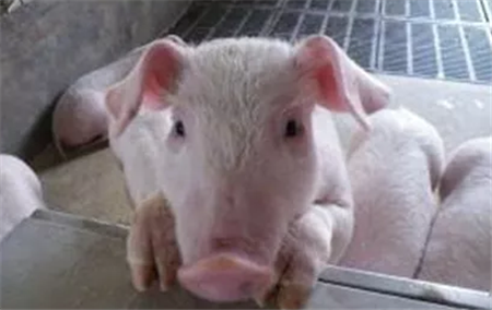 如何有效提高二胎母猪繁殖性能？饲养母猪的正确方法