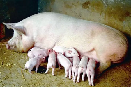 宝贵经验！母猪生产中缩宫素的使用心得！