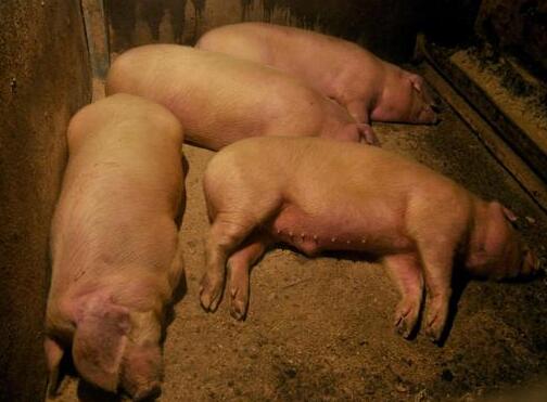 猪瘟为何反复被提及，养殖户不可不知的知识点，必须要重视！