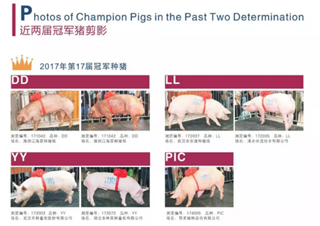 寻猪启示！寻找中国最好种公猪