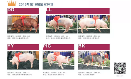 寻猪启示！寻找中国最好种公猪