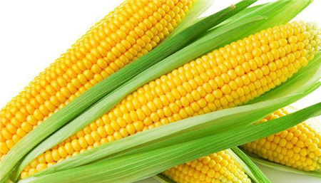 玉米总体行情持续向好 四大因素决定新玉米为啥涨