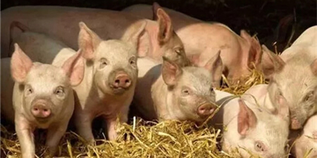 农业农村部：近期猪价回落，上涨时机静待春节前！