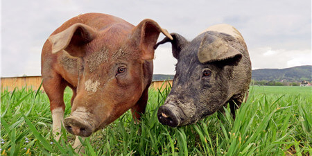 生猪去产能迅速，明年行情另番风景？