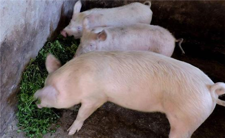 上周解析：多地疫情再起，调猪改为调肉