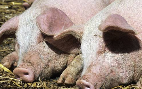 刚刚 湖南省益阳市和常德市排查出非洲猪瘟疫情