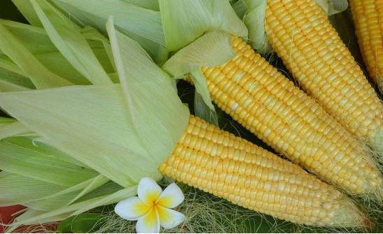 最近的玉米价格，除了东北地区的黑龙江省和河北省地区的玉米价格出现了小布杜的上涨，而且价格还是比较低，一般玉米价格在0.83元/斤。