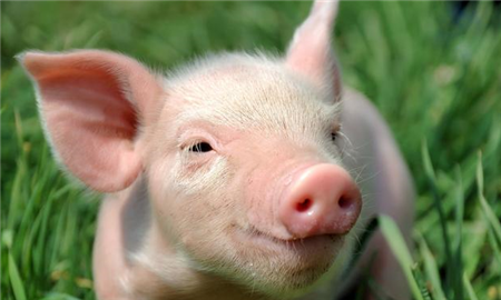 面对持续猪价下跌，非洲猪瘟横行，专家给农民养猪朋友支招