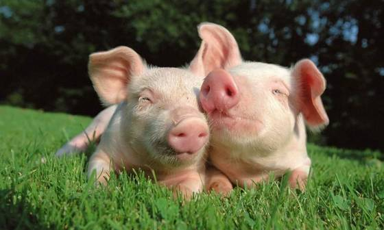 汉斯・奥埃先生在开始说道，要想帮助养猪人提高经济效益，可以通过饲料的成本，母猪的效率，或者其他的办法。