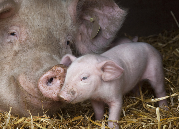 国务院办公厅关于进一步防控非洲猪瘟的通知