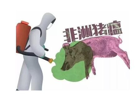 农业农村部:不排除继续出现非洲猪瘟新发疫情可能
