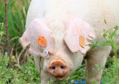 从豆粕出口退税取消说起，养猪人有望用上便宜饲料？