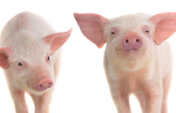 猪周期底部最快5月出现，生猪均价或达16元/公斤!