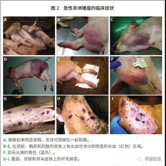 非洲猪瘟临床症状及图片?非洲猪瘟防控措施有哪些?