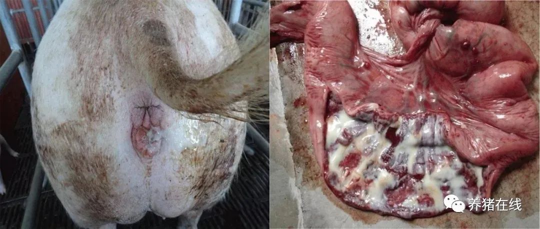 母猪为什么会感染子宫内膜炎症母猪子宫内膜炎症的发病原因