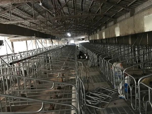 减规模,建新场,再扩产···他的目标是1500头母猪!