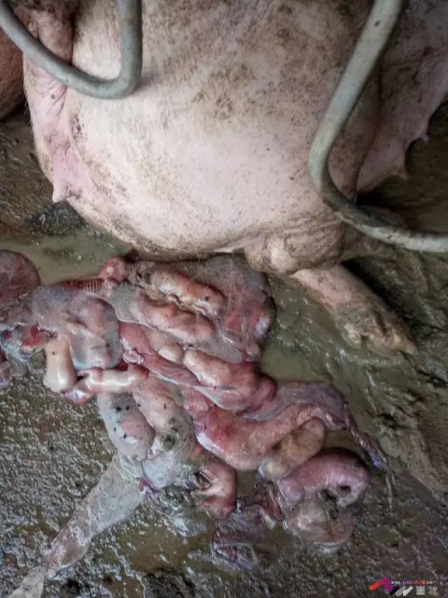 这例母猪流产的“元凶”到底是谁？