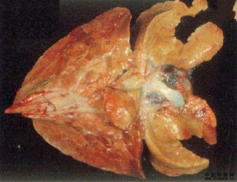 肺心叶、尖叶和横膈膜叶两侧对称性发生鱼肉样病变