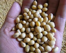8月末豆粕价格或将大幅上涨！四季度大豆存1000万吨缺口？