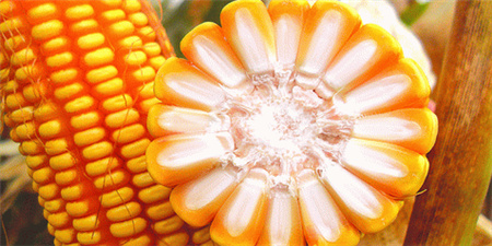 政策玉米持续供应 企业采购心态平稳