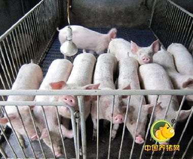 百万头生猪生态养殖项目落地山西寿阳