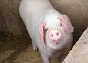 卜蜂国际上半年扭亏为盈 中国猪饲料业务稳健增长
