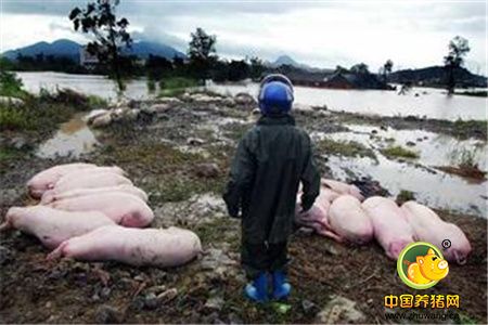 洪涝灾害对散户养猪场承压更大 安徽农业损失已达80.7亿