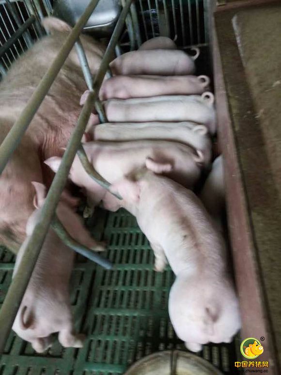 猪场引种抓好五大关键事项 根据猪场规模制订引种计划