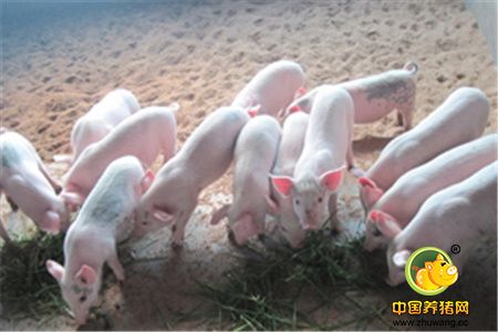 规模化猪场后备种猪的饲养管理