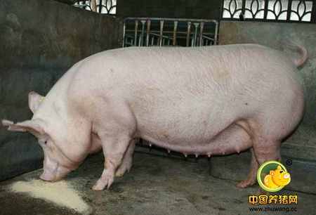 夏季提高种母猪产仔数的小窍门
