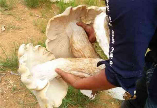 云南一村民捡到巨型野生菌 菌根比腿粗！